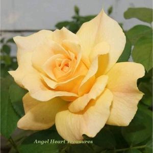 4x6 Original Photography Yellow Rose Garden Bloom